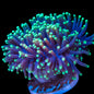 Torch Corals - Branching (Euphyllia glabrescens.)