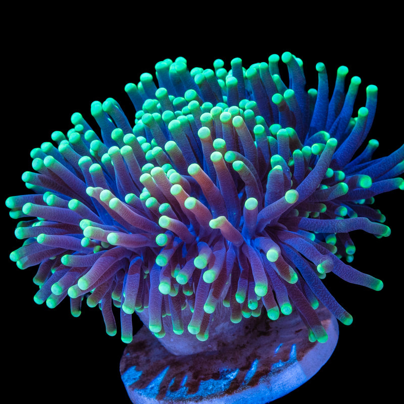 Torch Corals (Euphyllia glabrescens.)