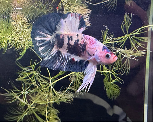 Betta PKHM Koi Male - Assorted