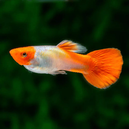 Guppy Golden Koi PAIR