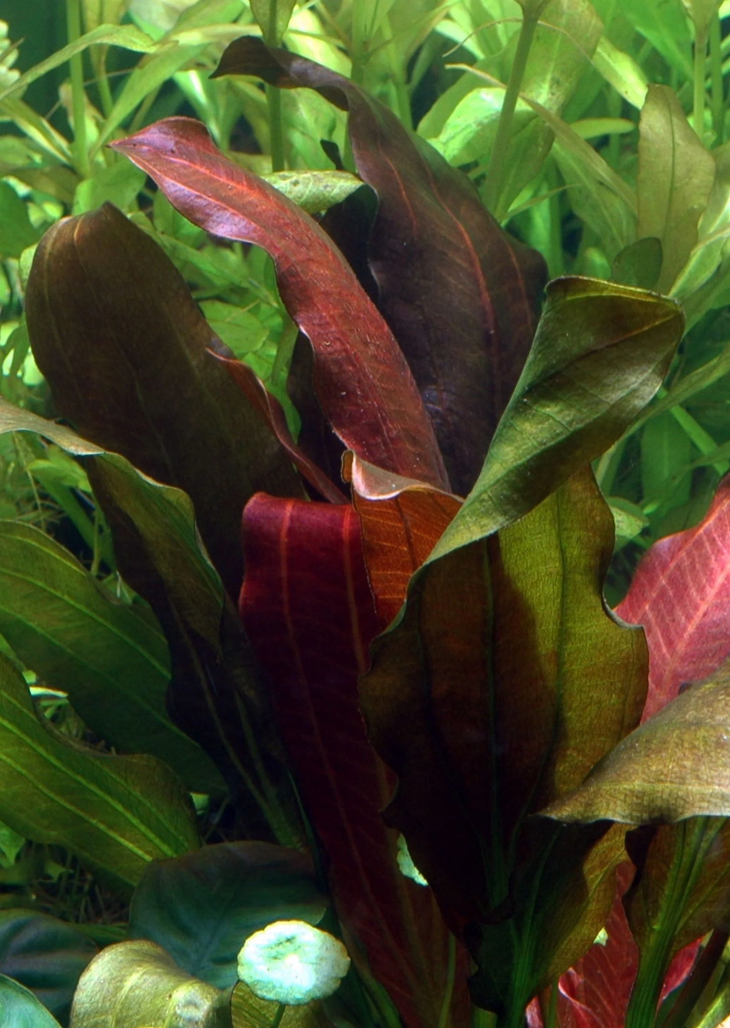 Echinodorus renii 'Red Rose' Sword *Rare*