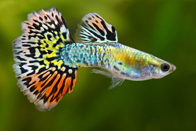 Guppy Luminous Leopard Male