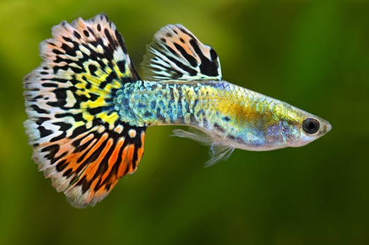 Guppy Luminous Leopard Male