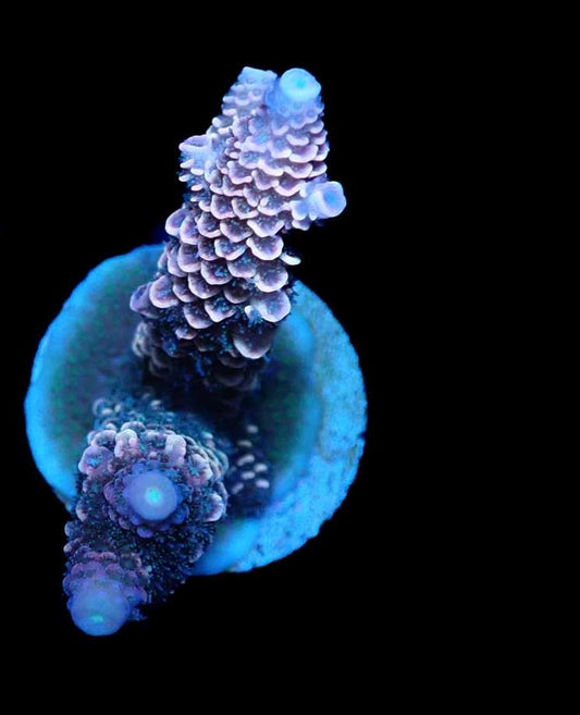 WYSIWYG Acropora Millie 1 (SPS)