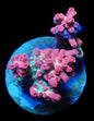 WYSIWYG Acropora Frag Microcladus (SPS)