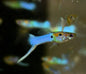 Guppy Japanese Blue - various