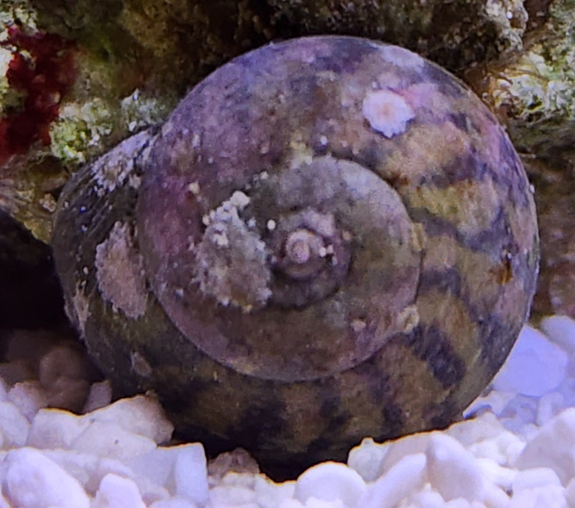 Snail Turbo - Saltwater species