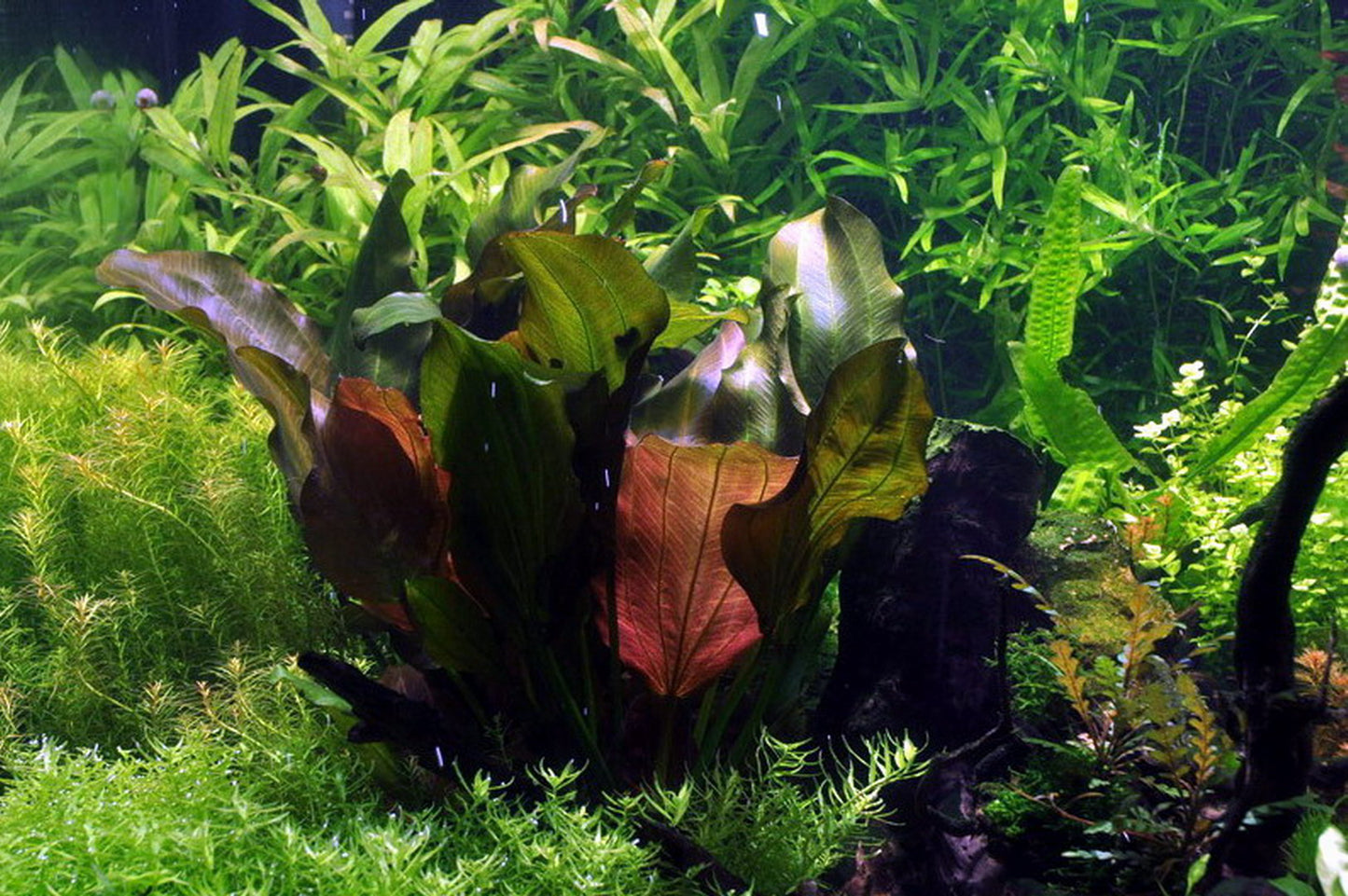 Echinodorus renii 'Red Rose' Sword *Rare*