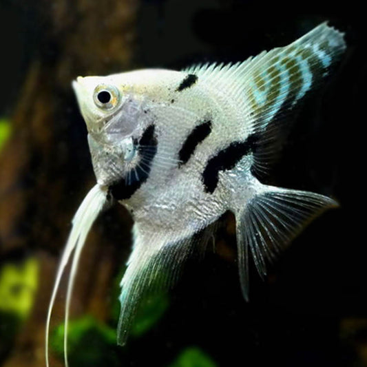 Angelfish Platinum Marble 4.5cm