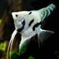 Angelfish Platinum Marble 4.5cm
