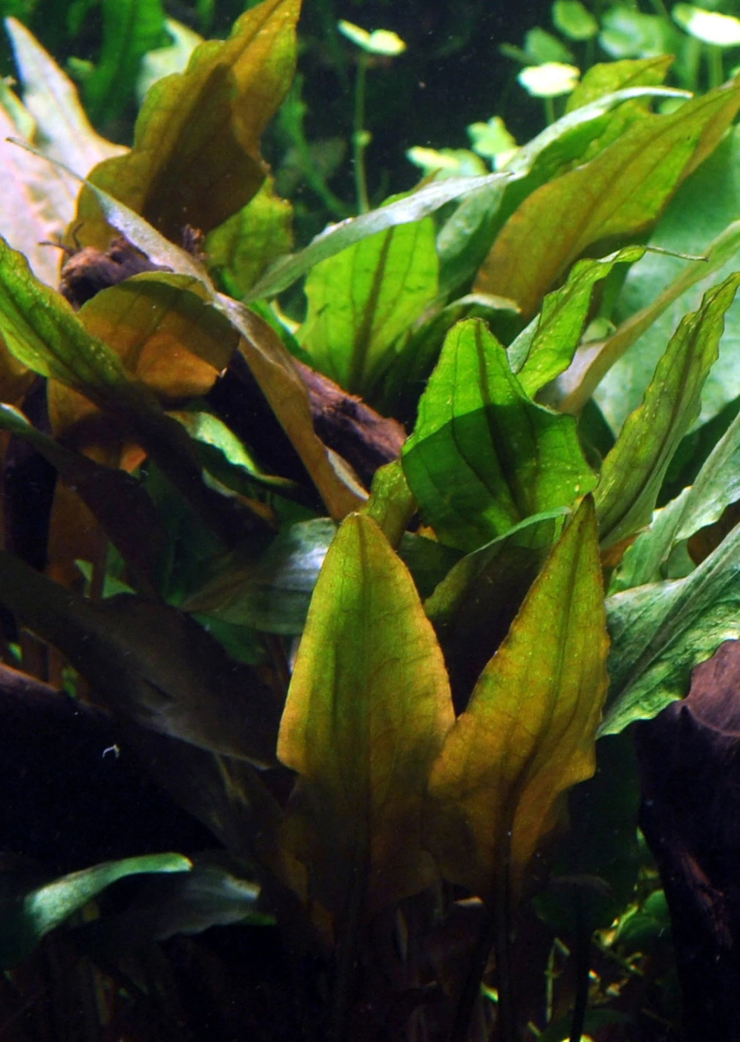 Cryptocoryne Undulata 'Broad leaf' various size