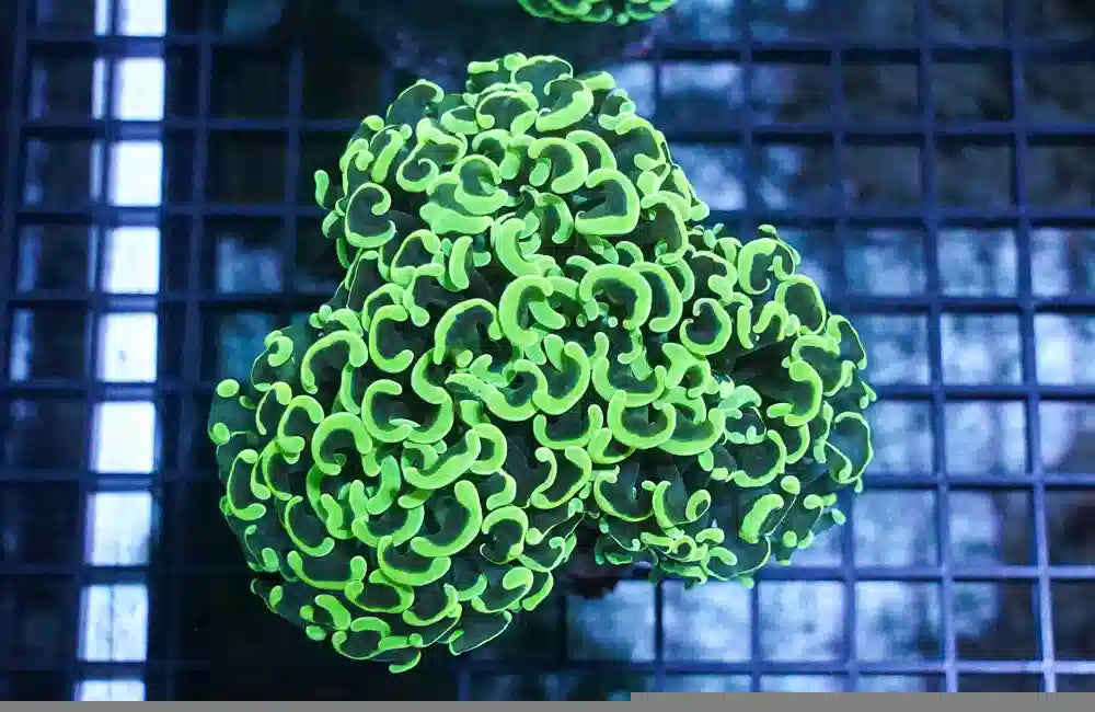 Hammer Coral - Walling (Euphyllia ancora)