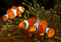 Clownfish - Ocellaris Orange Full-Band (Amphiprion ocellaris) PAIR