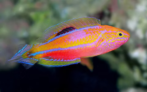 Wrasse - Splendid Pintail (Cirrhilabrus isosceles)