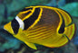 Raccoon Butterfly (Chaetodon lunula)