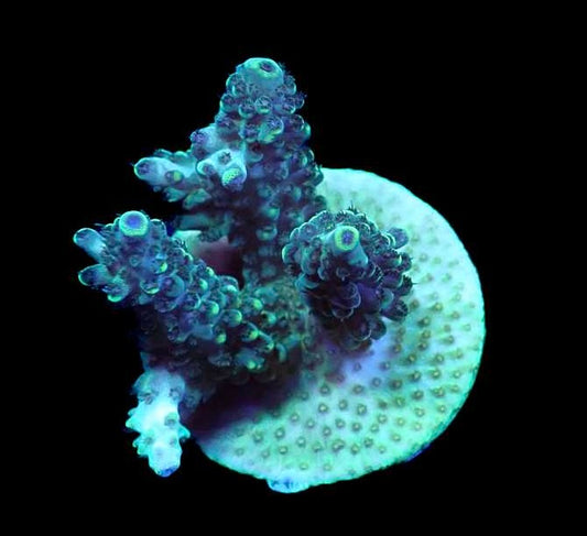 WYSIWYG Acropora sp. (SPS)