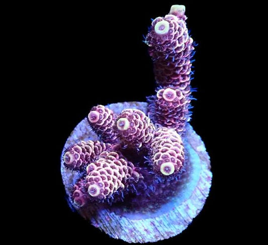 WYSIWYG Acropora Millie 3 (SPS)