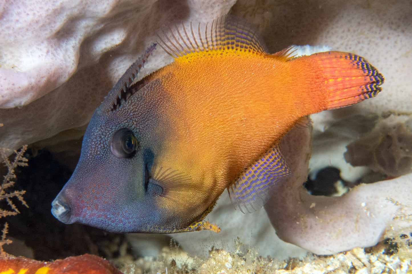 Filefish - Orange LeatherJacket (Pervagor aspricaudus)