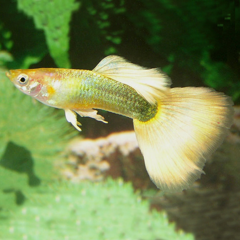 Guppy Golden Halfmoon Male