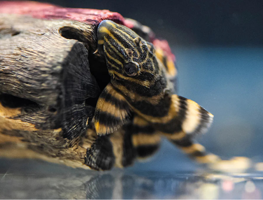 Pleco Tiger L398 (Panaqolus tankei) 5cm