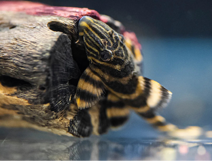 Pleco Tiger L398 (Panaqolus tankei) 5cm