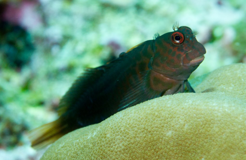 Chestnut Fish Blenny - Chestnut – Aquarium Gallery