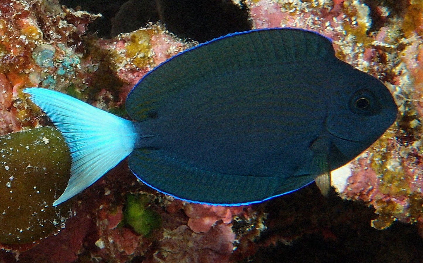 Tang - White Tail (Acanthurus thompsoni)