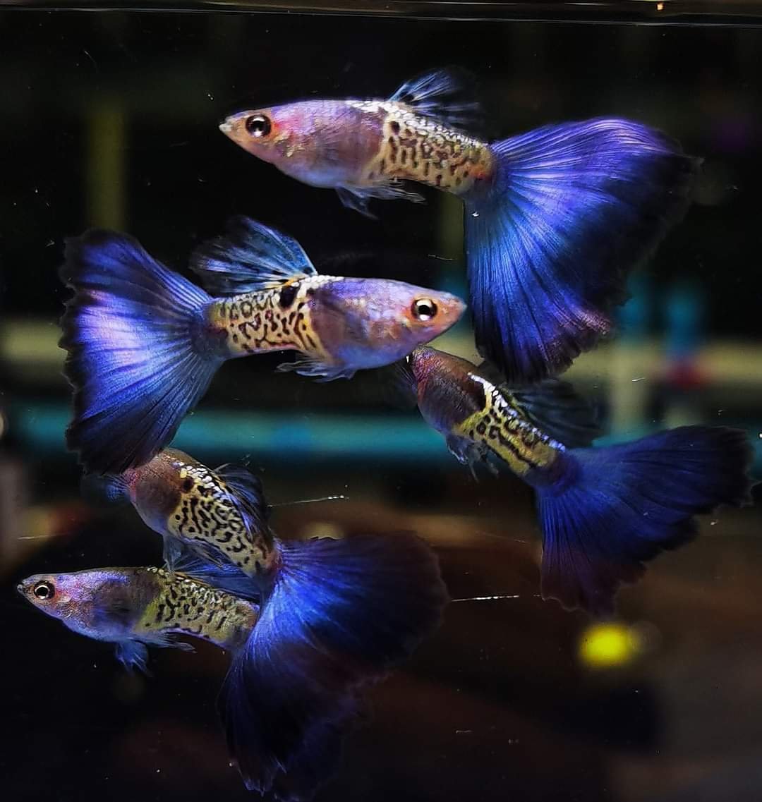 Guppy Fish Types