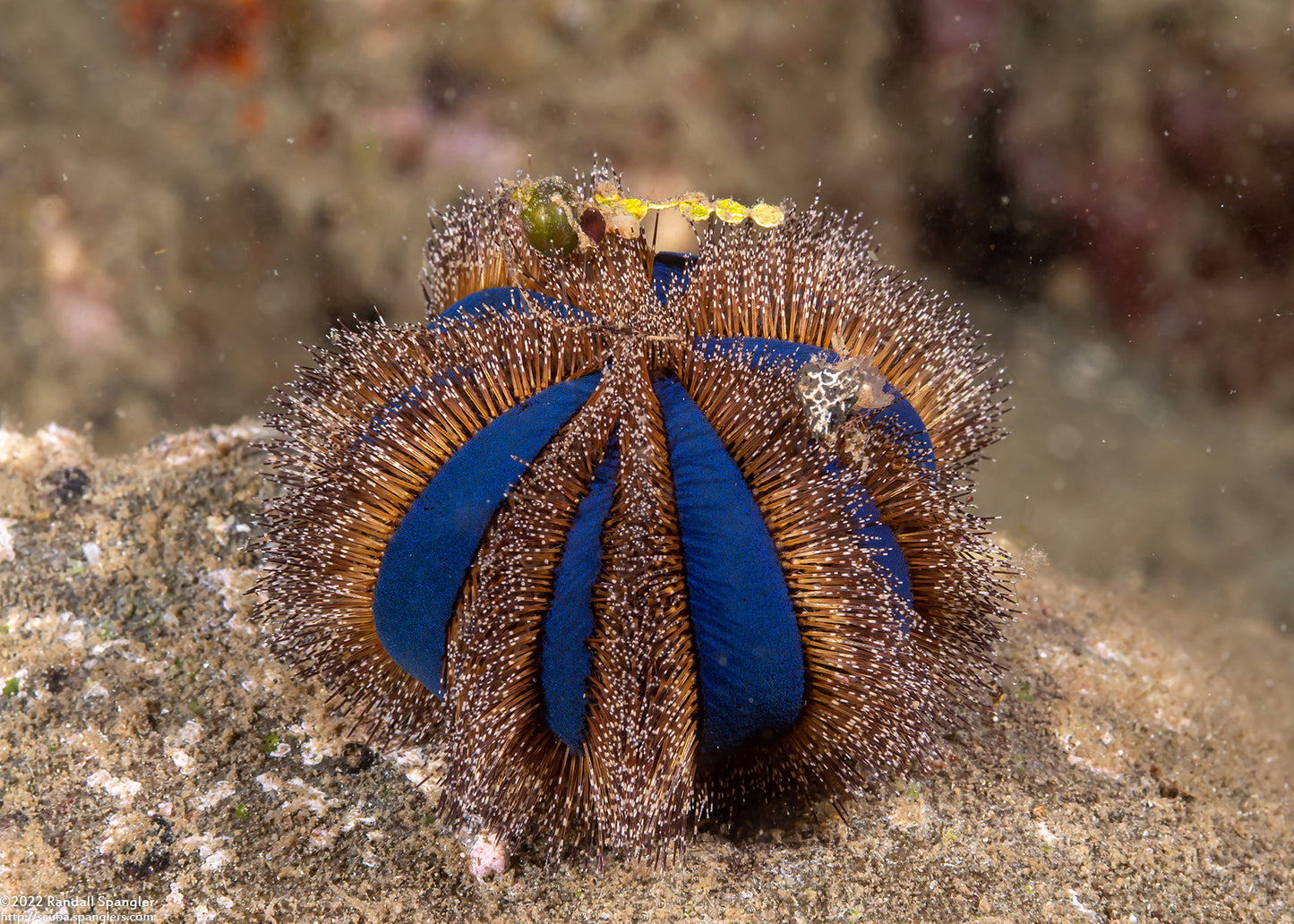 Urchin Blue Tuxedo Collector (Babies!) ~2cm (Mespilia globulus)
