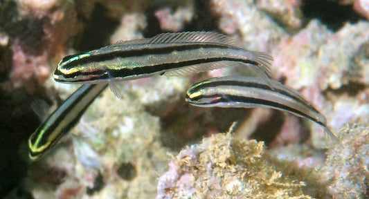 Blenny Splitbanded (Meiacanthus ditrema)
