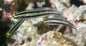 Blenny Splitbanded (Meiacanthus ditrema)
