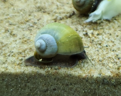 Snail Mystery