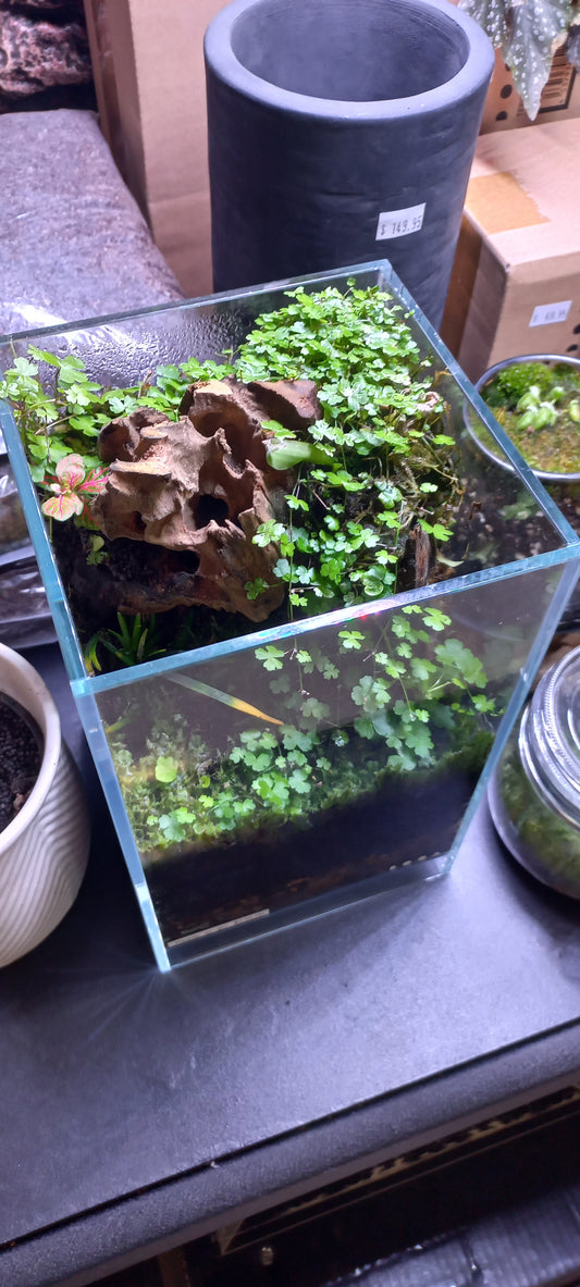ADA DOOA Neo Glass Air Complete Small Plant/Moss Display