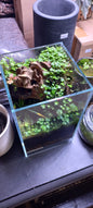 ADA DOOA Neo Glass Air Complete Small Plant/Moss Display