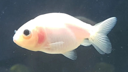 Goldfish - Ranchu assorted