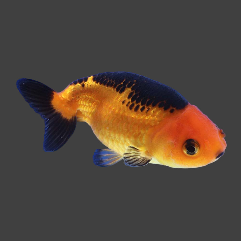 Goldfish - Ranchu assorted