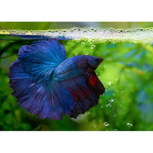Betta Fullmoon Male - *discounted torn tail fin