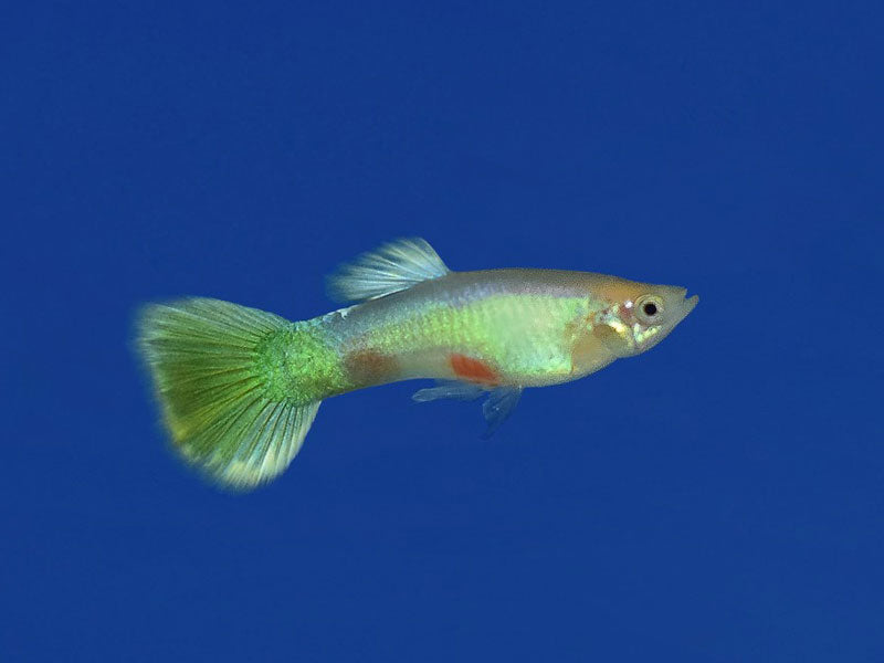 Guppy Moscow Lemon Lime Male