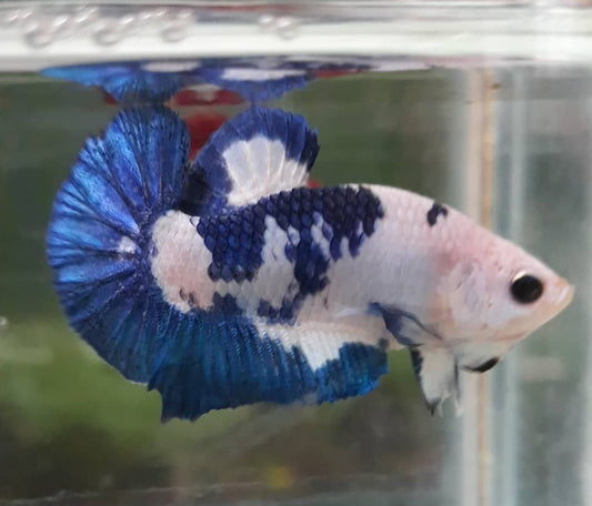 Betta PKHM Blue Panda Female