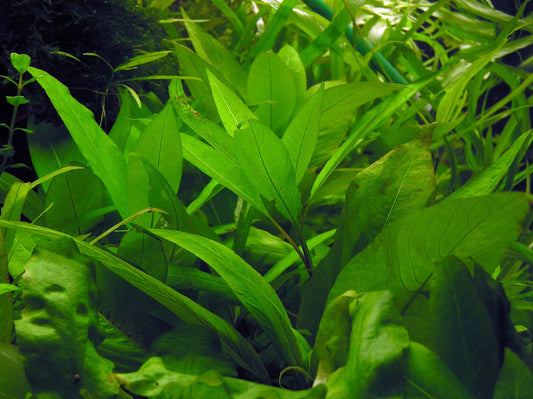 Hygrophila/Nomaphila stricta var. Cherry Leaf