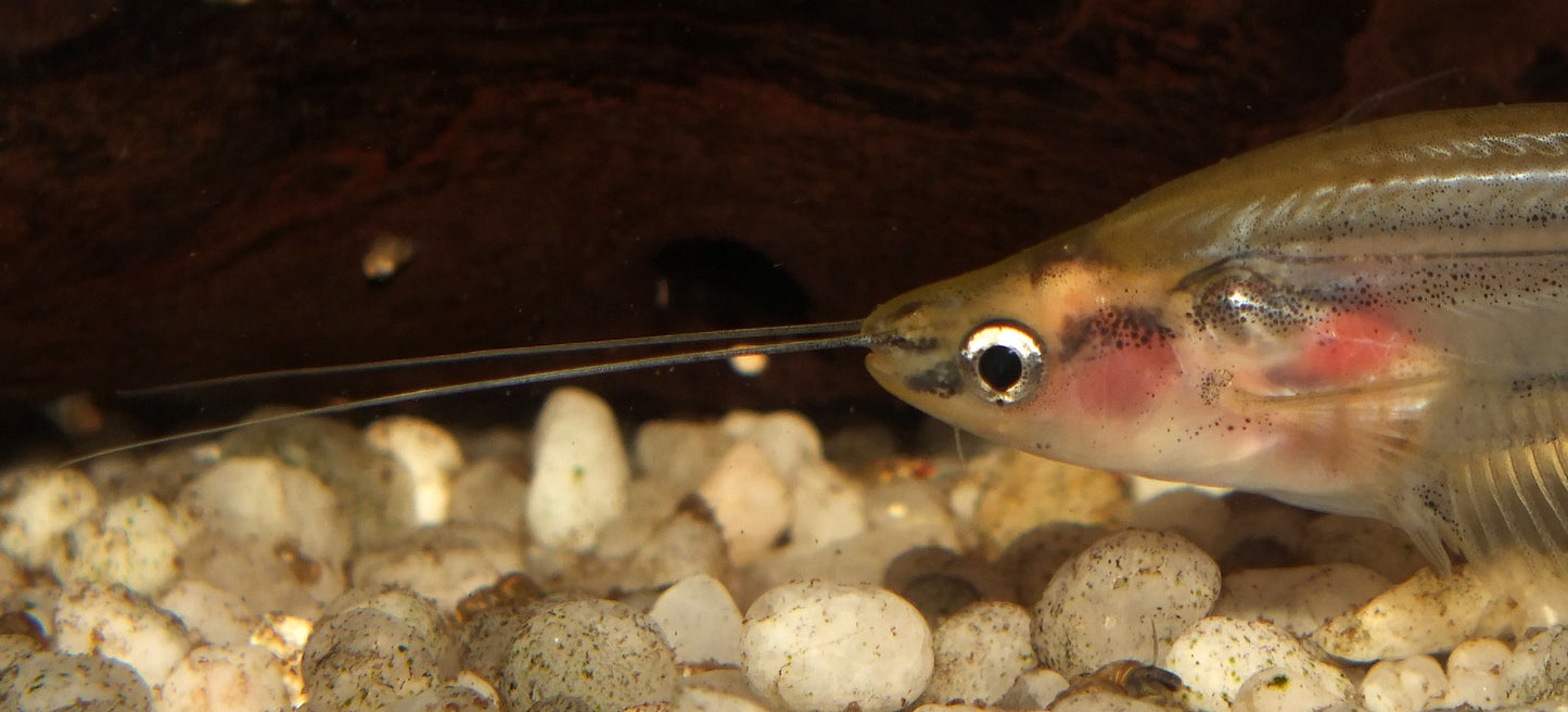 Catfish - Poorman's Glass (Kryptopterus macrocephalus)
