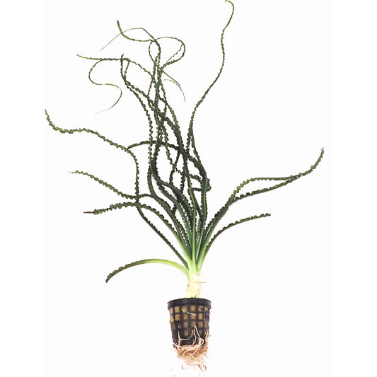 Crinum calamistratum *Rare* (Special Order)