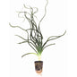 Crinum calamistratum *Rare* (Special Order)