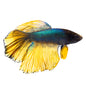 Betta Halfmoon Male - Assorted