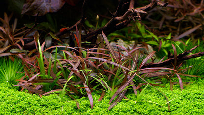 Hygrophila sp. "Araguaia" (Rare)