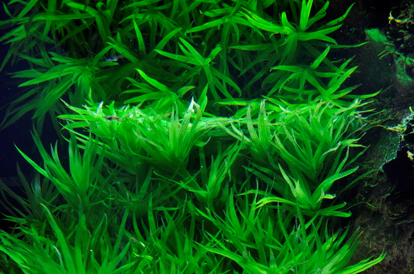 Heteranthera zosterfolia (Water Hedge/Star Grass)