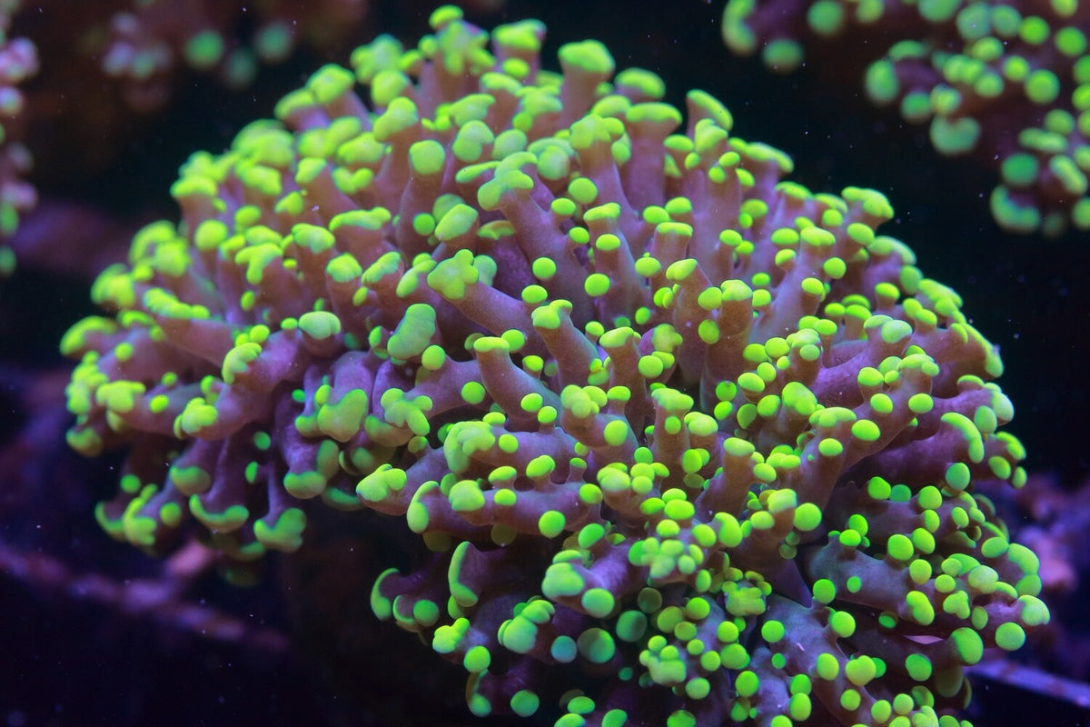 Frogspawn Shape Frogspawn Corals (Fimbriaphyllia sp.) – Aquarium Gallery
