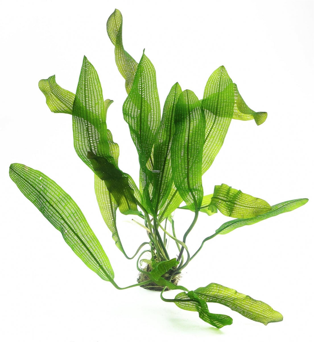 Aponogeton henkelianus - Narrow Leaf Lace *Rare* (Special Order)