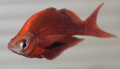 Rainbowfish - Red (Glossolepis incisus)