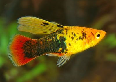 Platy Hi-Fin - various